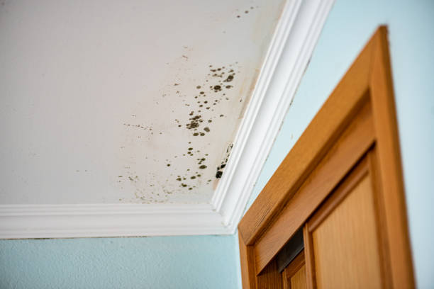 Traverse City, MI Mold Removal Company