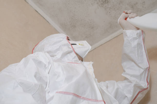 Home Mold Removal in Traverse City, MI