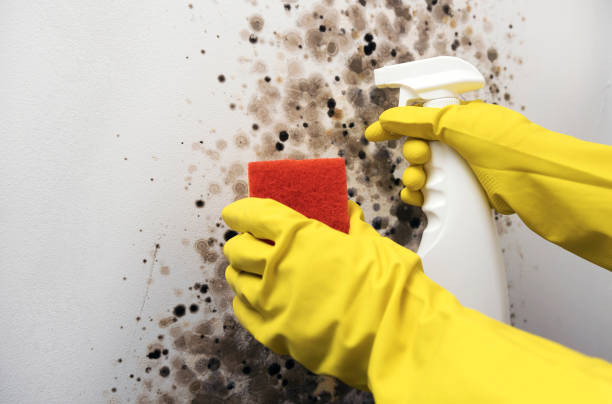 Best Residential Mold Removal  in Traverse City, MI