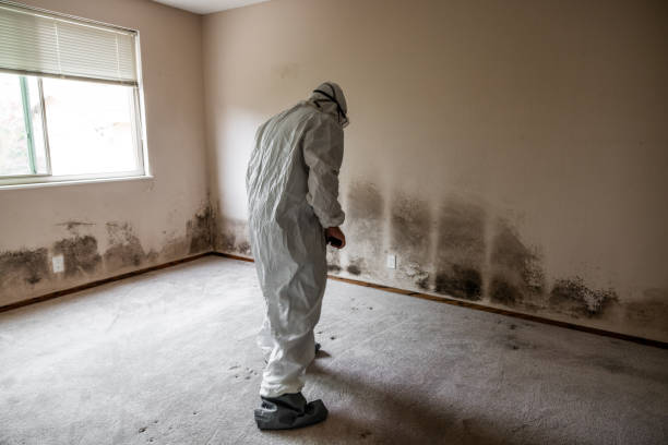 Home Mold Removal in Traverse City, MI