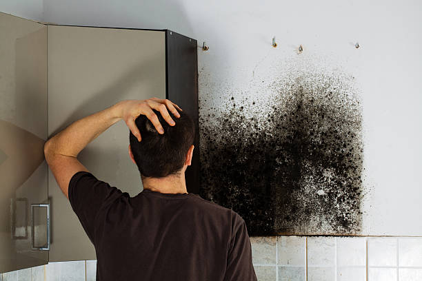 Best Mold Cleaning Services  in Traverse City, MI